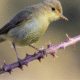 Mariah Bird