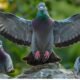 game pigeon android alternative