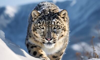 what do snow leopards eat