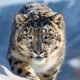 what do snow leopards eat