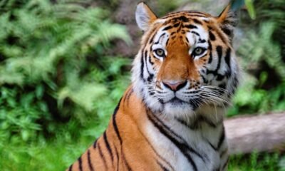 Tiger Names