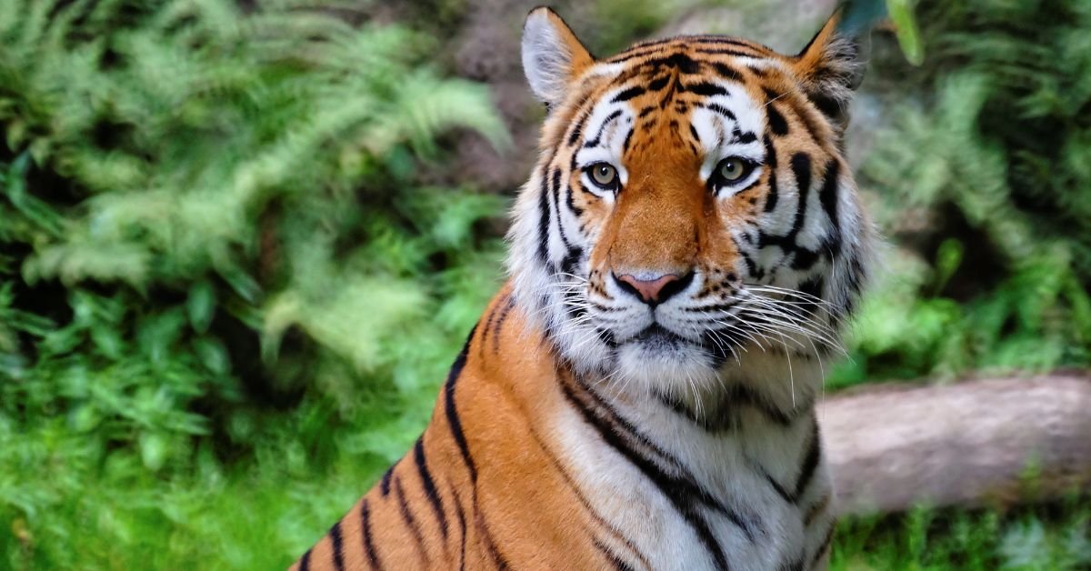 Tiger Names