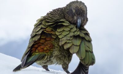 Most Dangerous Bird