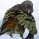 Most Dangerous Bird