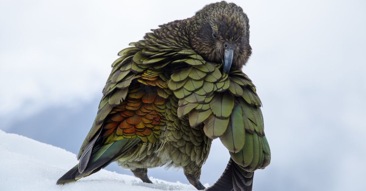 Most Dangerous Bird