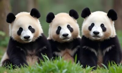 Buy Pandas