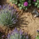 lavender best soil